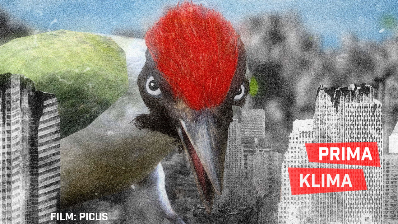 SHORTS ATTACK IM JANUAR 2026: PRIMA KLIMA